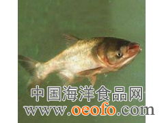 供應(yīng)鮮活水產(chǎn)品，優(yōu)選鳙魚(yú)與大頭寶，盡在東港市黃海水產(chǎn)品批發(fā)市場(chǎng)利源海鮮商行